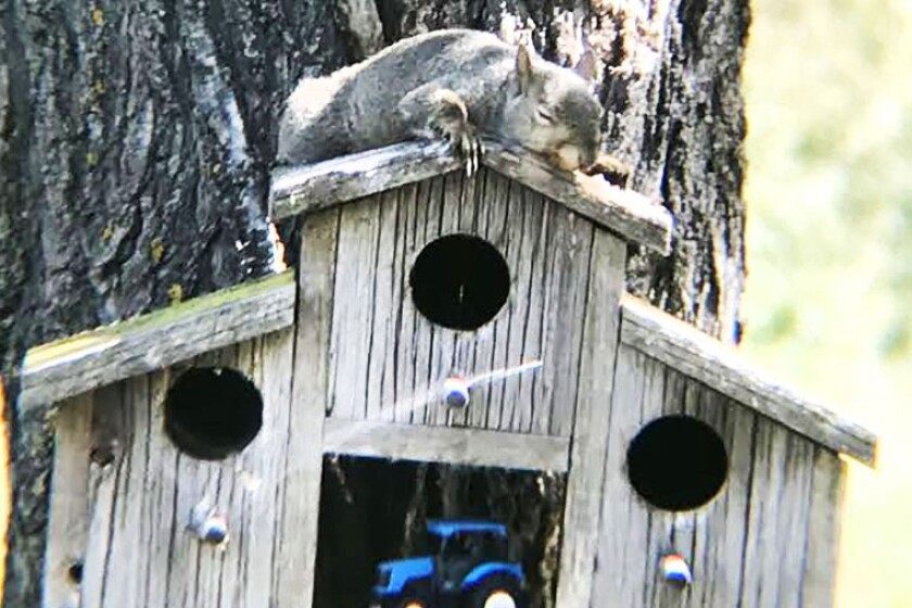 Huso Squirrel.jpg