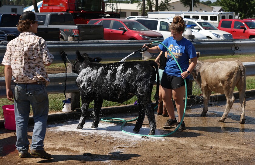 Calves get a bath Wednesday morning, Aug. 3, 2022, before the 4-H Dairy Show at the Nobles County Fair in Worthington.