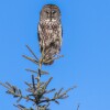 Great gray owl is perched on an evergreen tree.