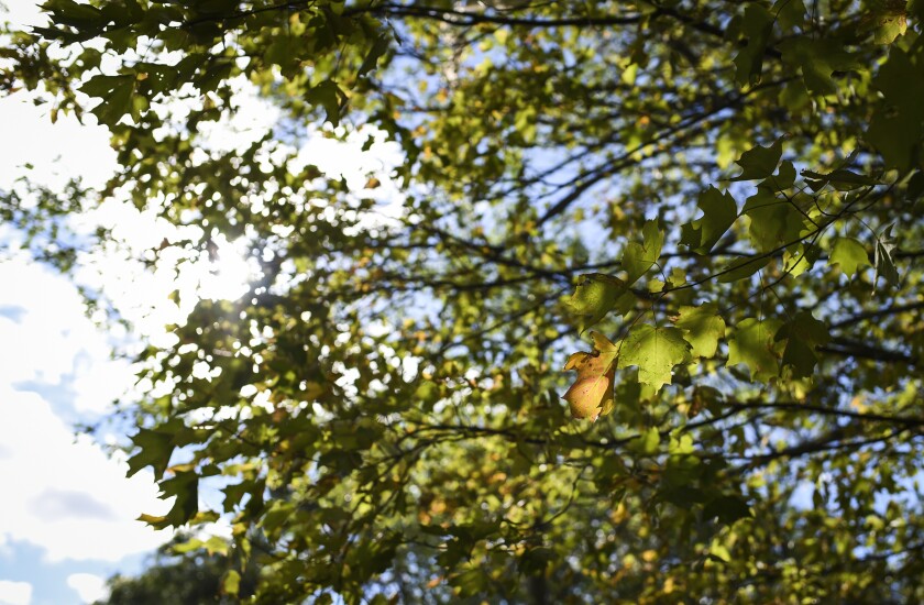091121.O.BP.FALLCOLORS - 5.jpg