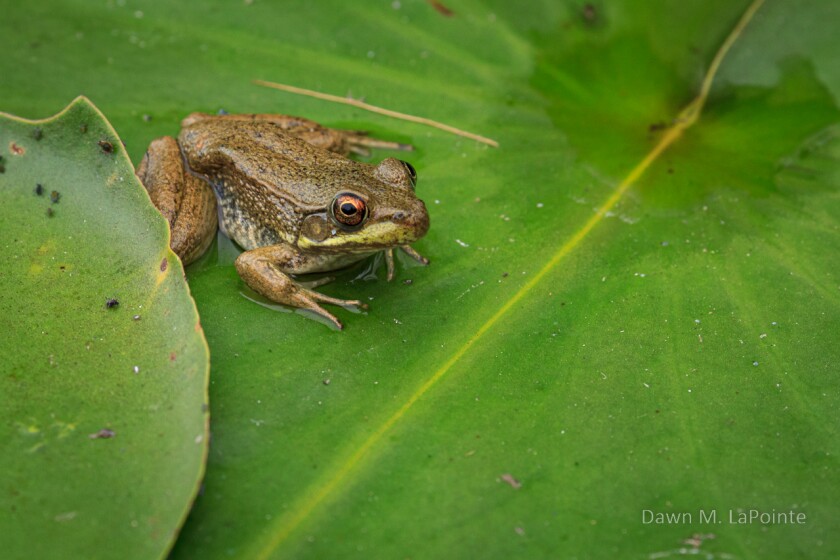 Frog on Lily Pad ONE TIME USE ONLY