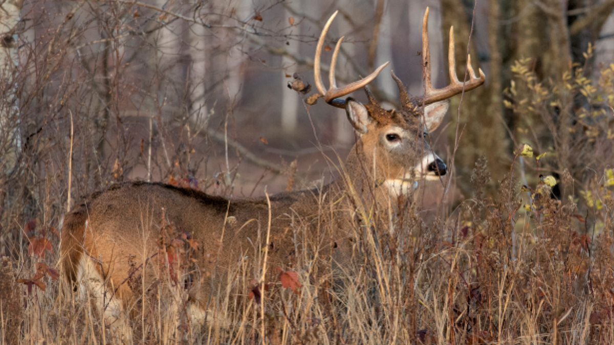Wisconsin Deer License 2021 Wisconsin Deer License 2021