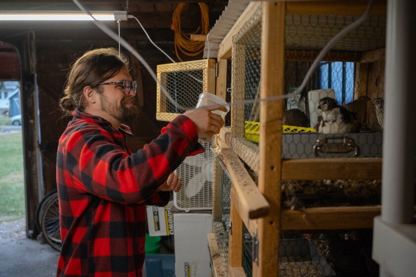 Raising quail