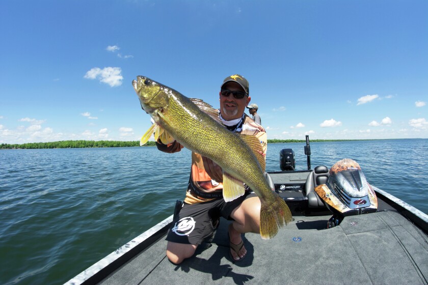 Tony Groskruetz with Mille Lacs walleye caught on plastics in seven feet of water.