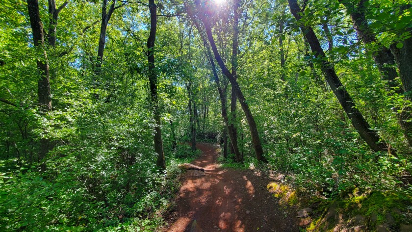 Cuyuna-area-trail-mtb-2.jpg
