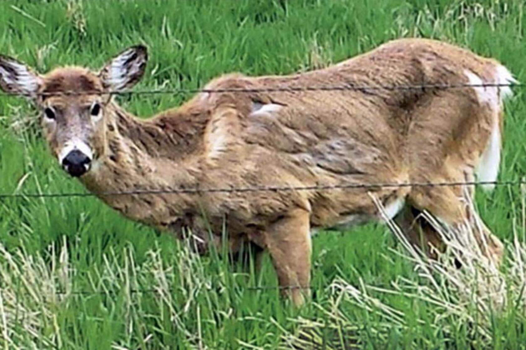 University of Minnesota researchers look to ramp up CWD testing