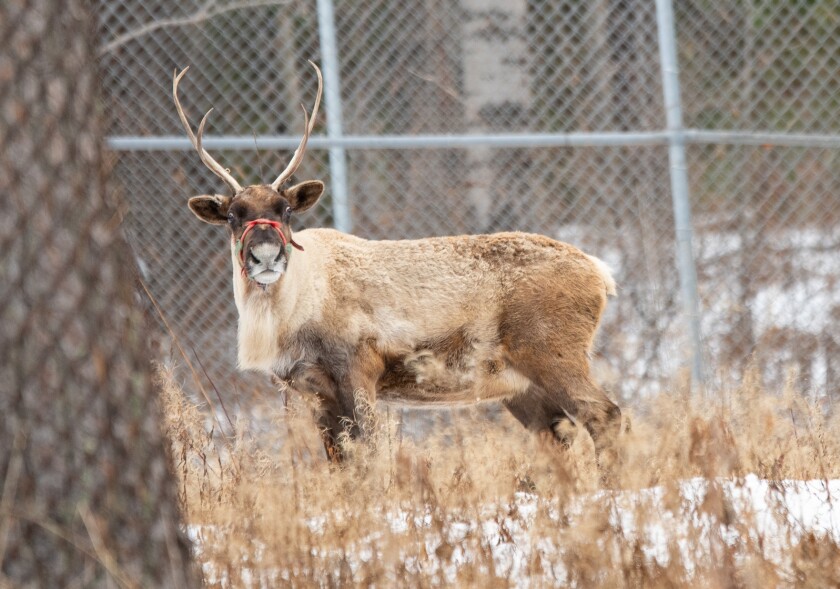Duluth Zoo Celebrates Crowning Achievement In Bear Dentistry Duluth duluth-zoo-celebrates-crowning-achievement-in-bear-dentistry-duluth