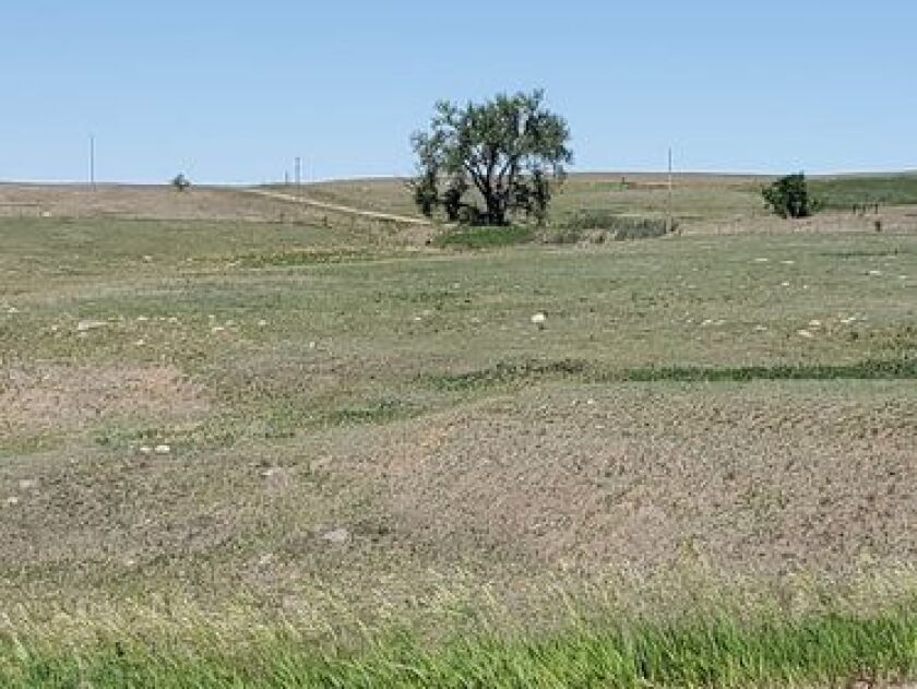 Golden Valley pasture - Josie Johnson.jpg