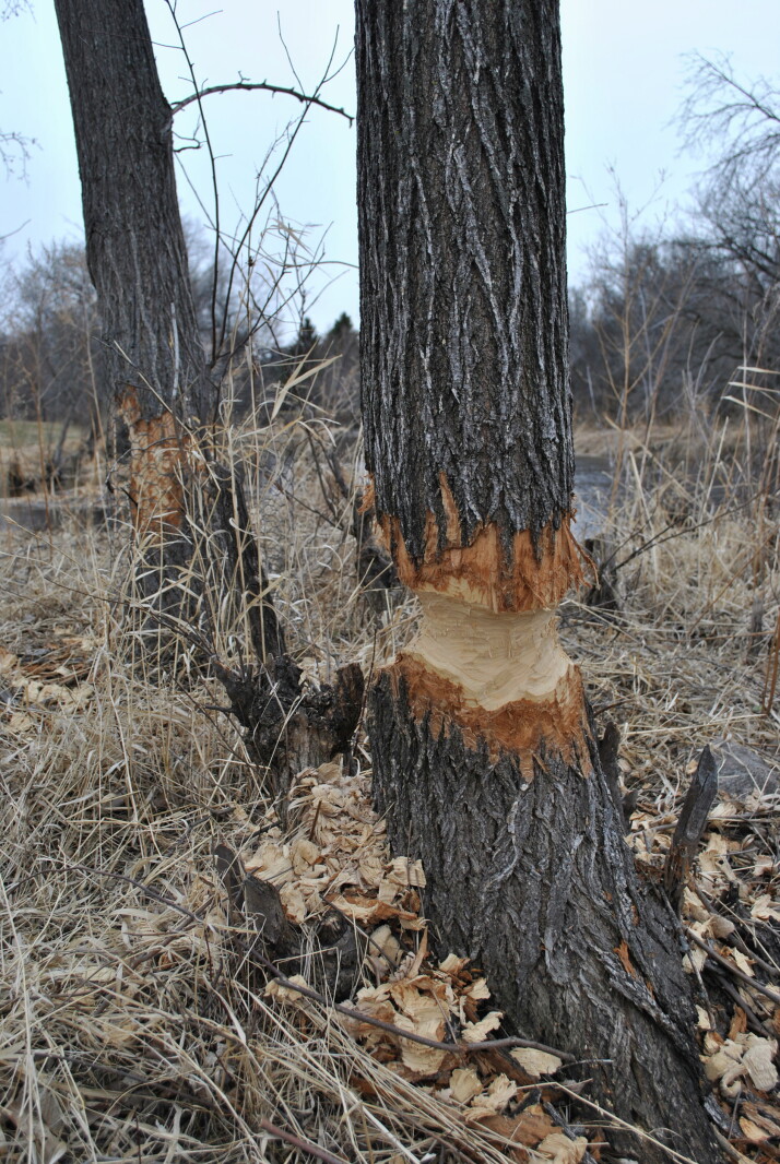 Wounded Tree Wounded trees - Jamestown Sun | News, weather, sports from Jamestown ...