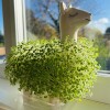 white llama statue containing small green buds resembling a bush