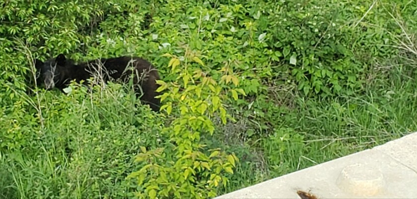 Lake of the Prairies Black Bear.jpg