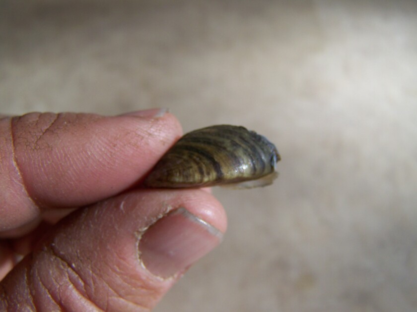 061314.N.BD.zebramussel.jpg