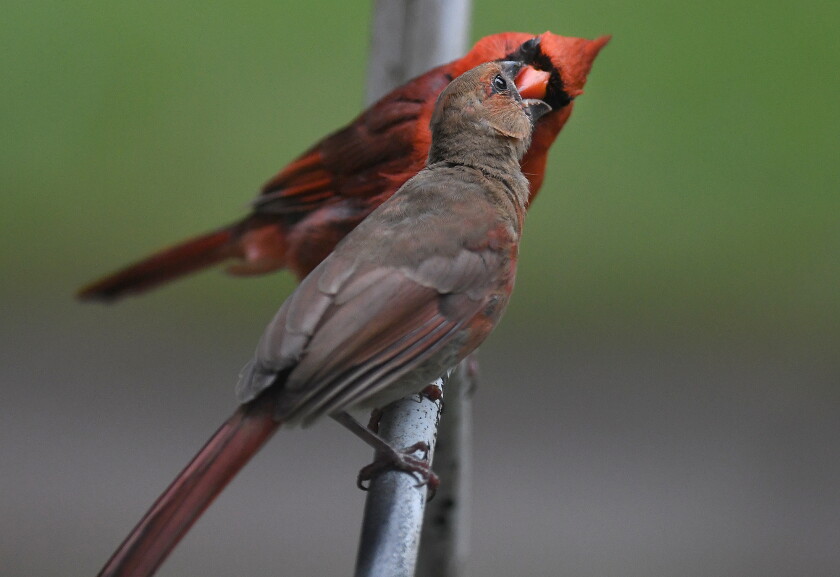Minnesota Cardinal Northland's best outdoor photos of 2022 - Duluth News Tribune | News ...