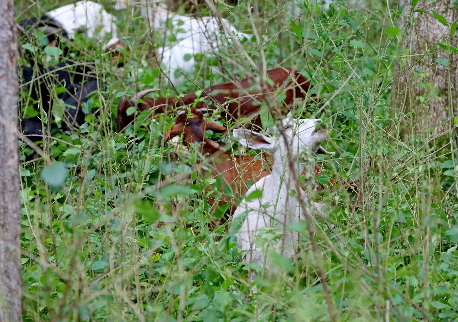Goats munch on area foliage.