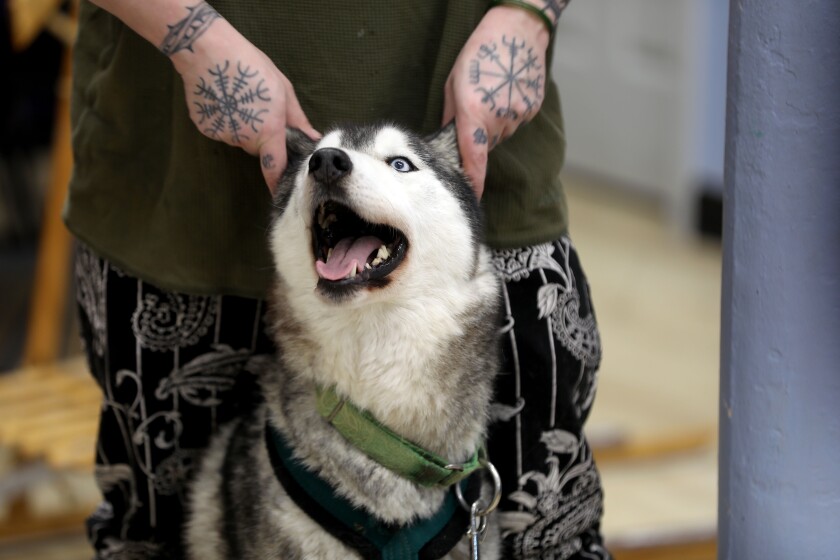 A dog having his ears scratched.