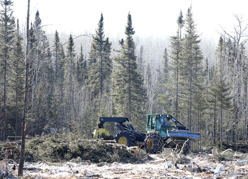 030321.n.dnt.logging7.jpg