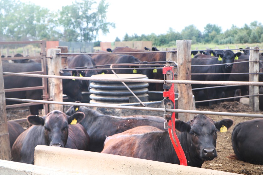 Mostly black cattle stand in a feedlot, waiting for their next meal.