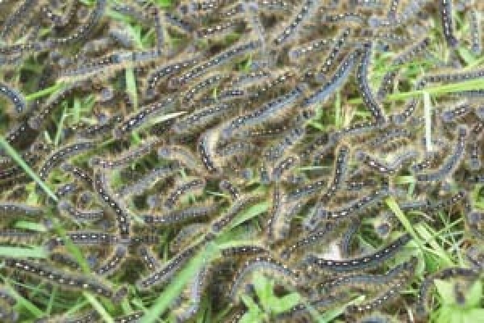 Wisconsin Worms Expert: No army worm invasion in the Northland this year - Duluth News ...