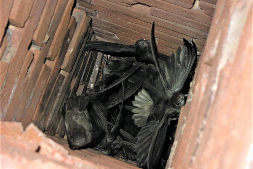 BLANE KLEMEK OUTDOORS: Chimney swifts are mysterious distinctive-looking  birds