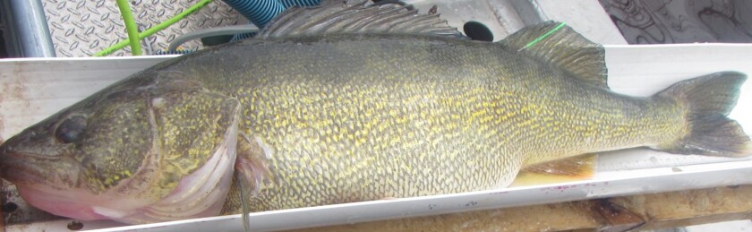 big tagged walleye, St. Louis River