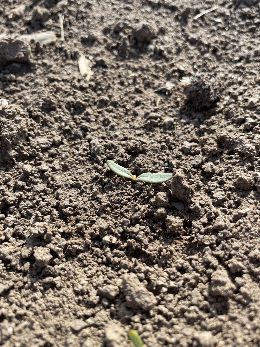 A sugarbeet plant begins to emerge from the soil.