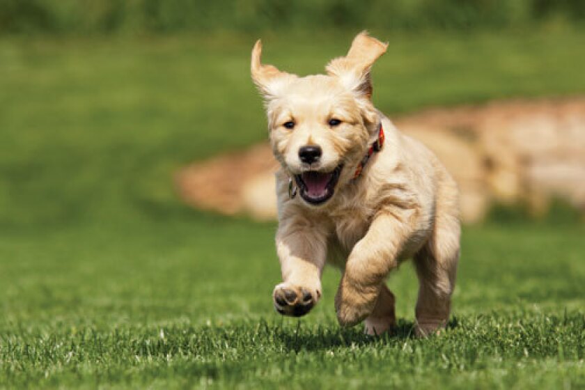 Puppies