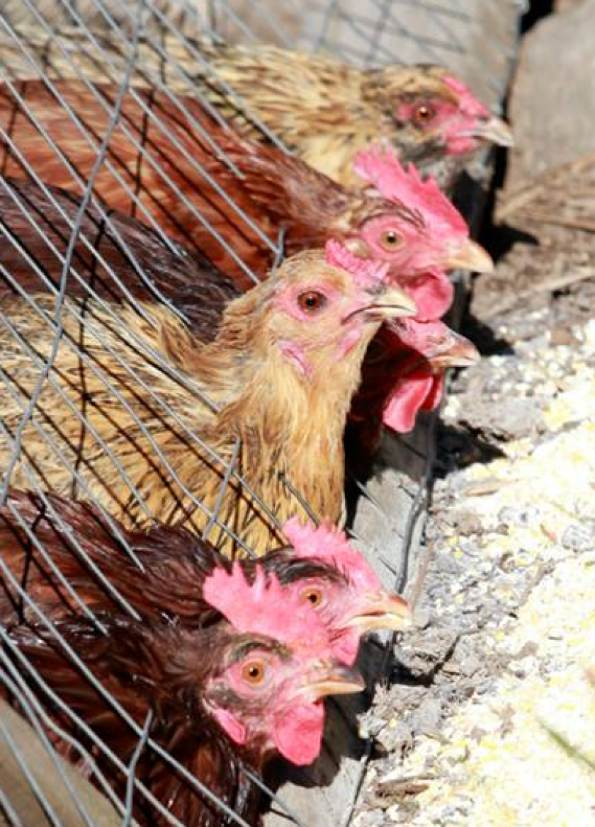 082720.N.PJ.ChickenOrdinance_2.png