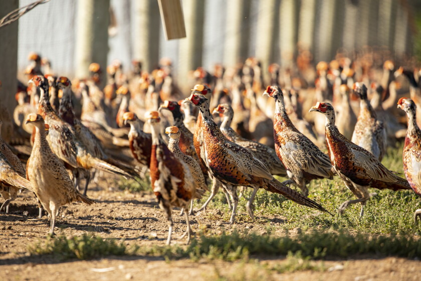 Pheasant Rearing Field Raising pheasants on a Howard, SD farm - Mitchell Republic | News ...