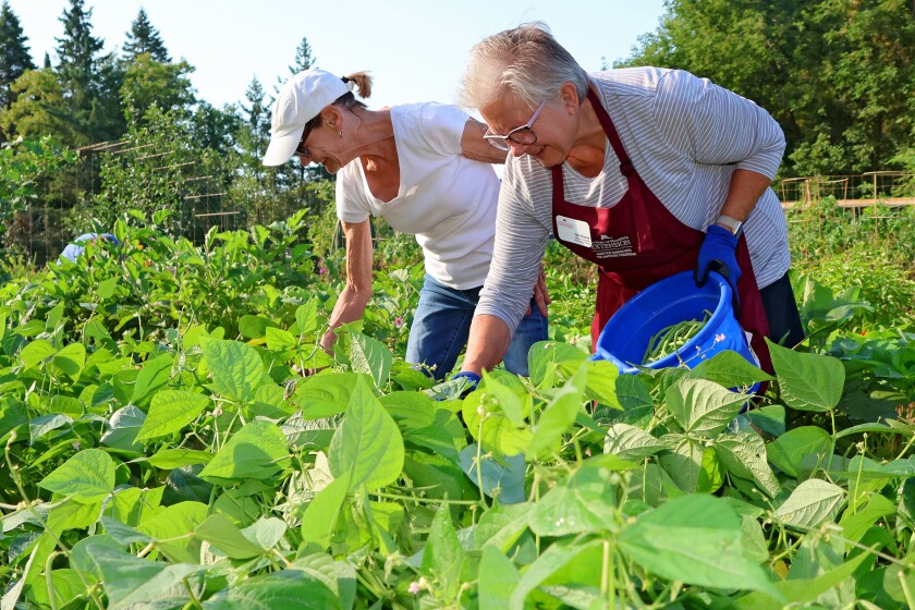 Crow Wing Master Gardeners Susan Lutz and Gail Brecht pick beans from the Community Giving area on Thursday, Aug. 21, 2025, at the Northland Arboretum.