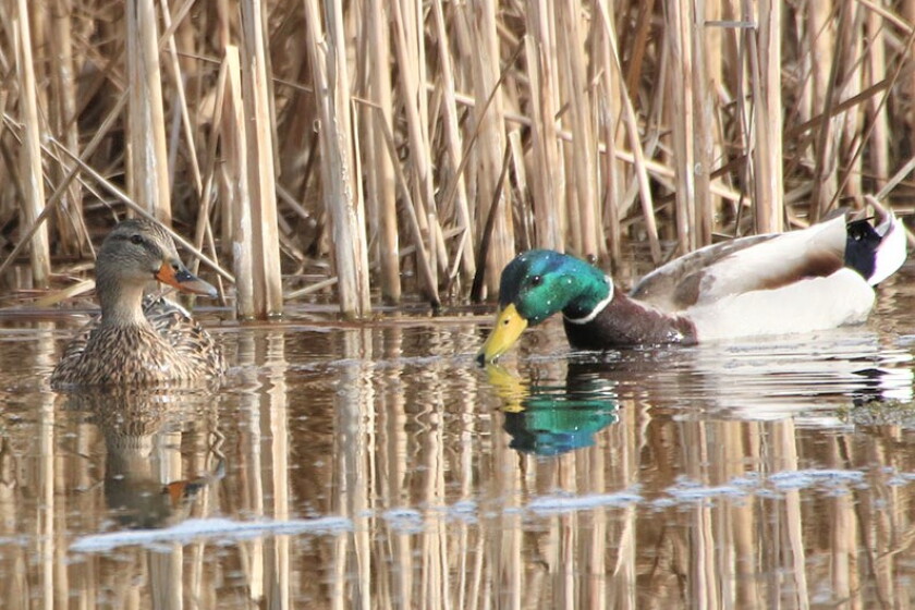 North Dakota spring duck numbers flat as wetlands, nesting habitat ...