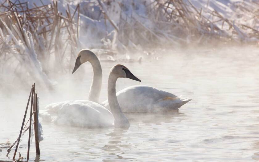 112120_trumpeters-icy-mist-shutterstock.jpg
