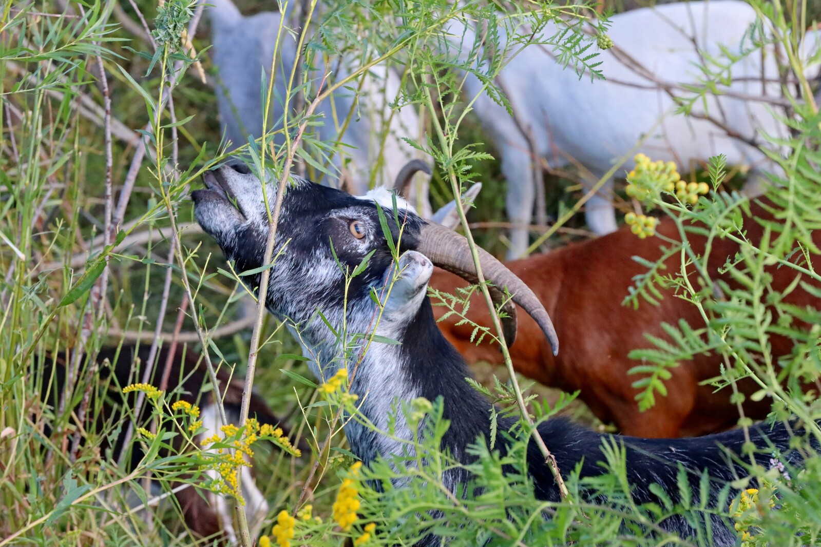 Goats at Bethlehem Evangelical Lutheran Church