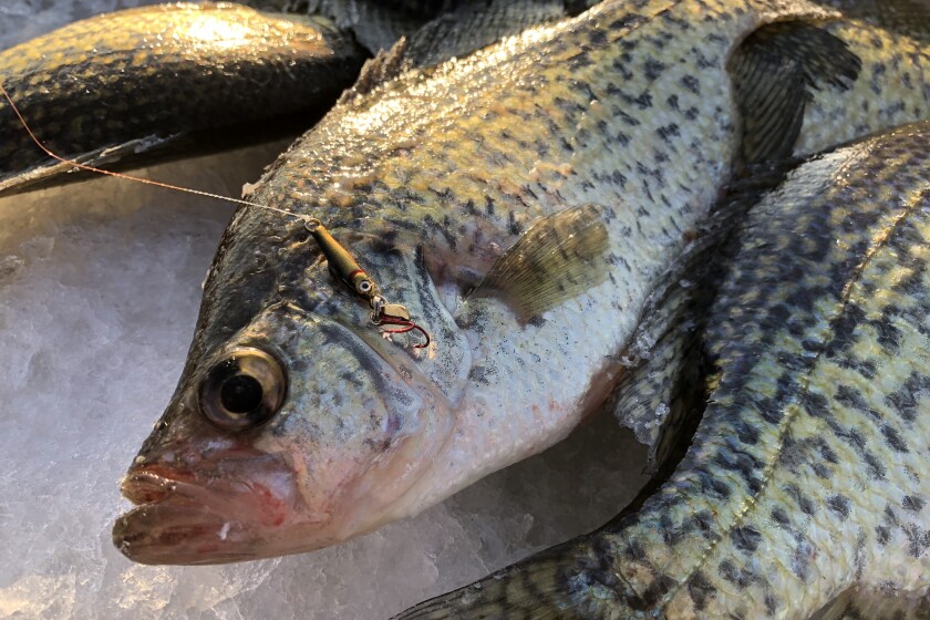 Spoon Feeding Winter Panfish Spoon Feeding Winter Panfish