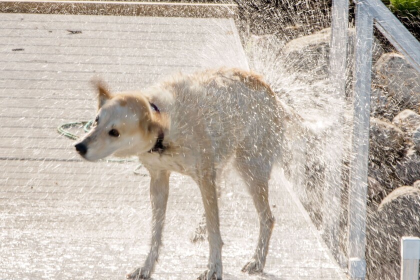 Stenborg shaking dog.jpg