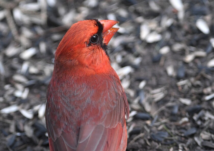 An adult male Northern Cardinal picks through sunflower seeds on the ground below a feeder