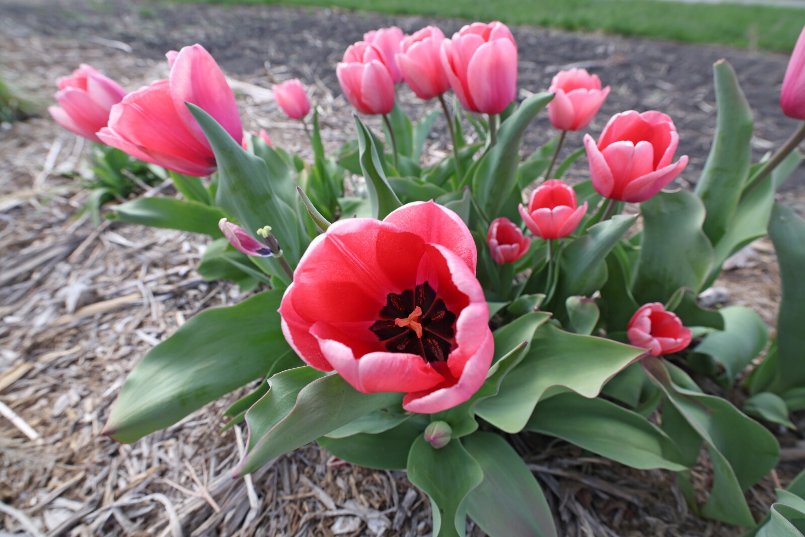 Which plants do rabbits love best? - InForum | Fargo, Moorhead and West ...