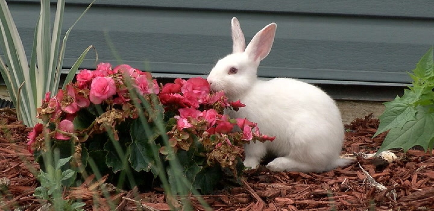 Up to 60 escaped rabbits roaming Moorhead neighborhood - InForum ...