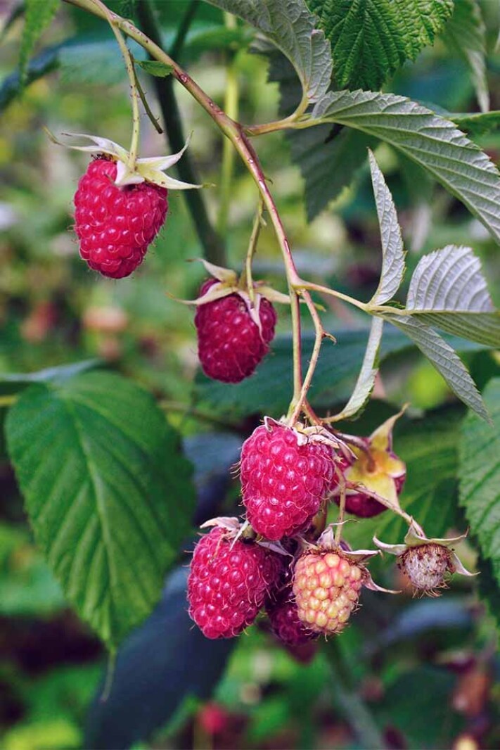 Master Gardeners: Raspberries and SWD - West Central Tribune | News ...