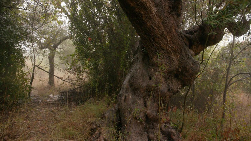 A gnarled, twisting, large trunk of an olive tree.
