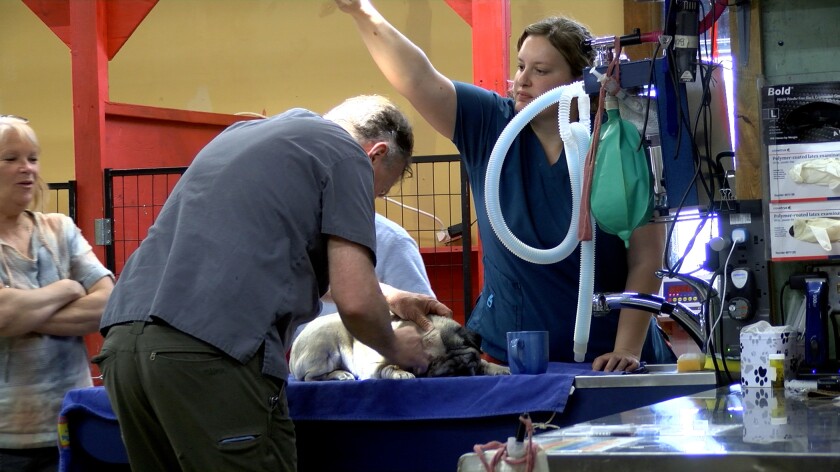 Watford vet pic 3.jpg