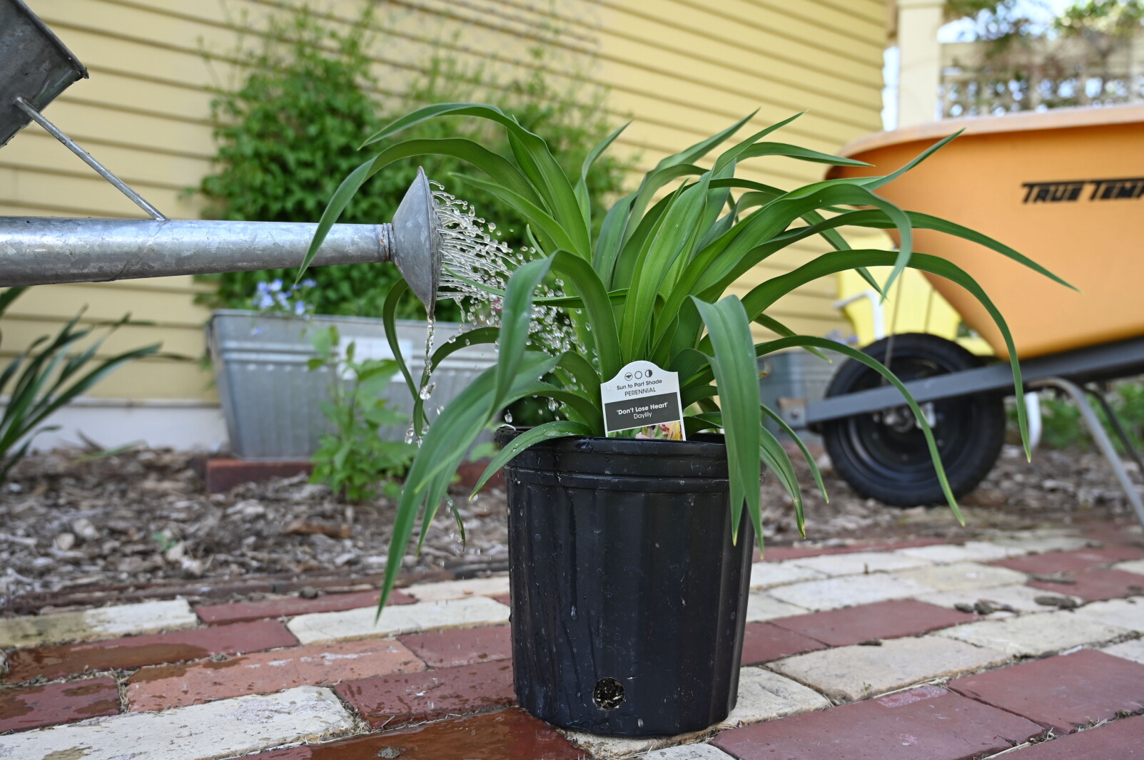 How to reduce transplant shock when planting in summer