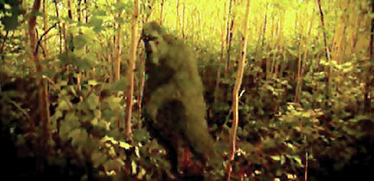Animal TV show asks Does Bigfoot roam northern Minnesota