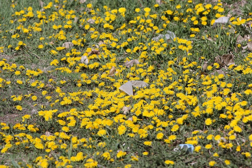 dandelions are here