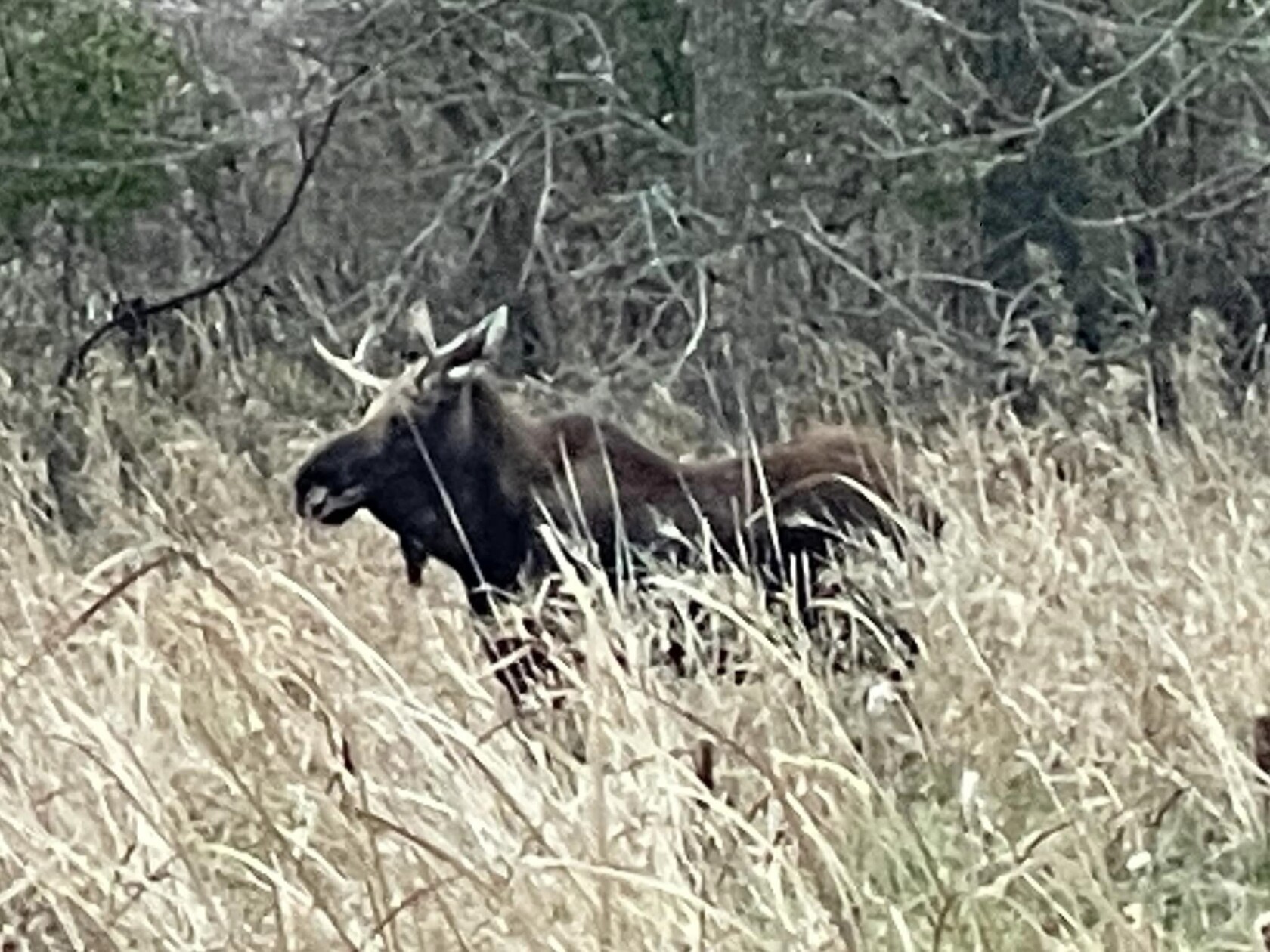 Photos: Updates on the trek of 'Rut the moose