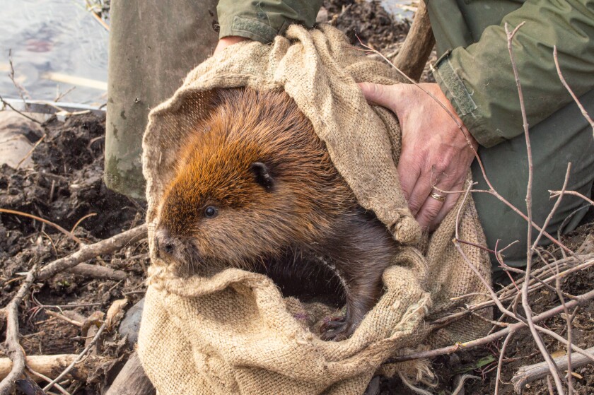 Voyageurs National Park Beavers with ear tags
