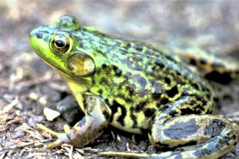 Wisconsin Spring Frogs Wisconsin needs frog listeners - Duluth News Tribune | News, weather ...