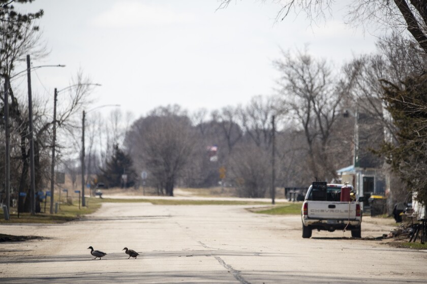 Waterfowl cross 232nd Avenue in the heart of Hawick on Tuesday, April 26, 2022. Approximately 289 properties in the Hawick area will soon have access to fiber-to-the-home broadband, through Vibrant Broadband.