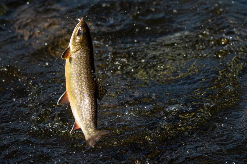 mprtoxictires-trout.jpg