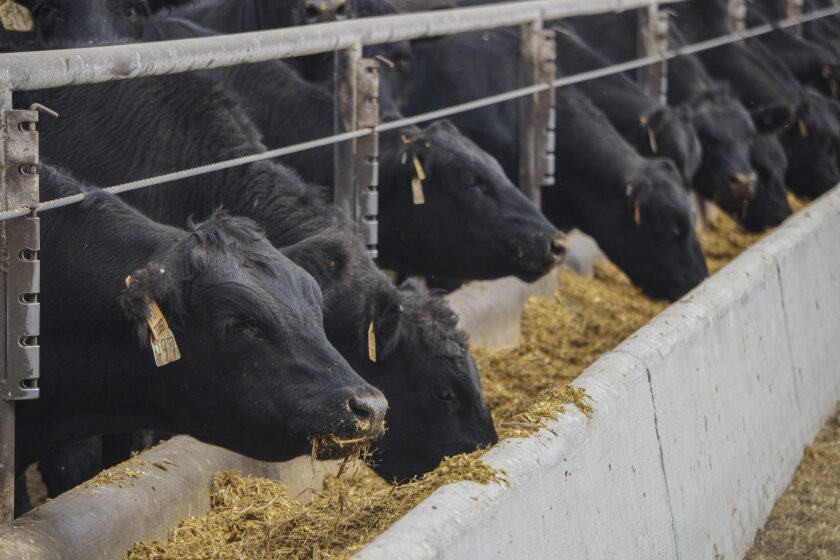 Implants can mean big pounds, as well as dollars - Agweek | #1