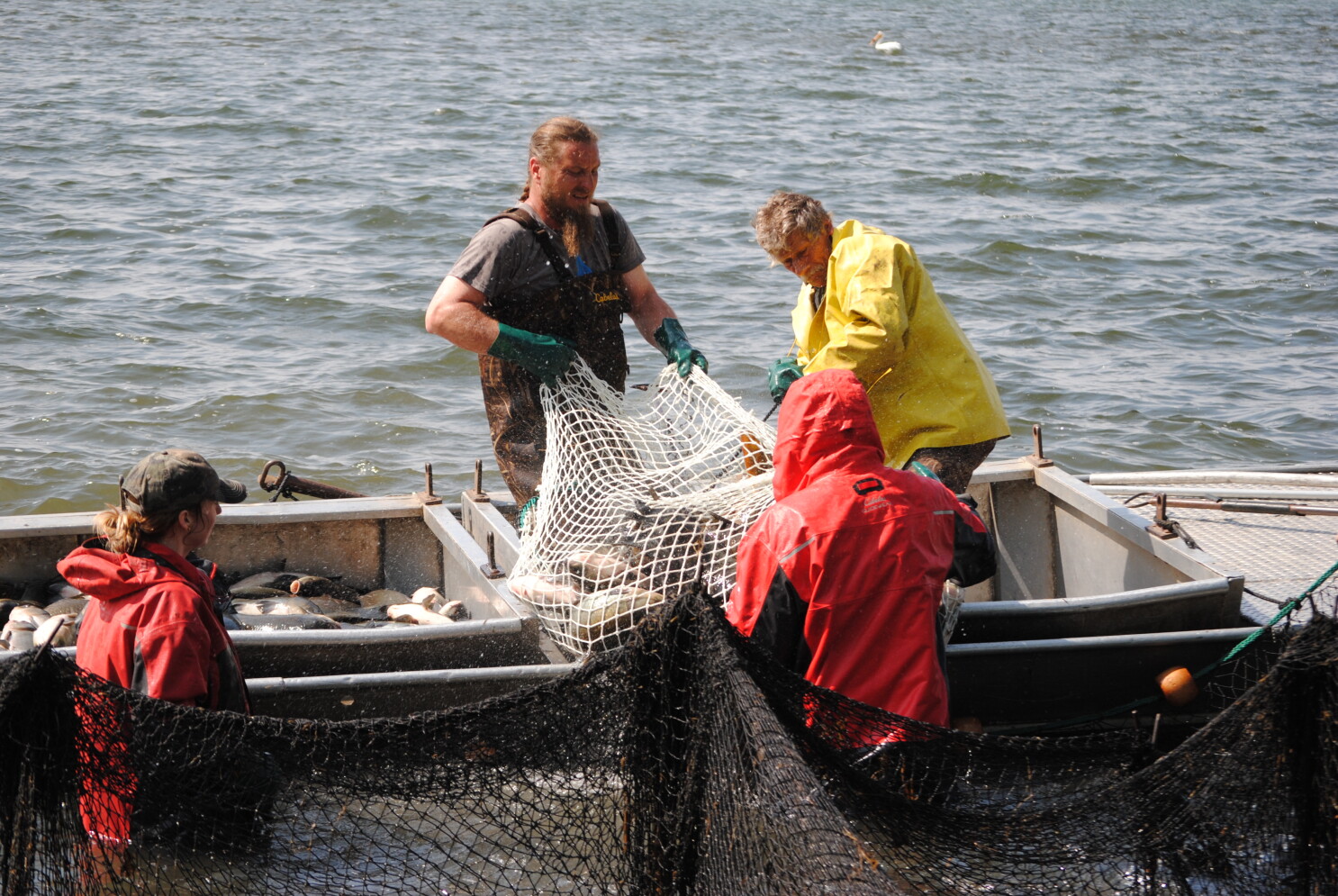 big fish hunting by net from bugdhani Nets Big Fish Hunting By Net